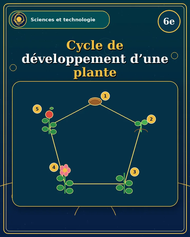 Visuel de la fiche : Cycle de développement d’une plante