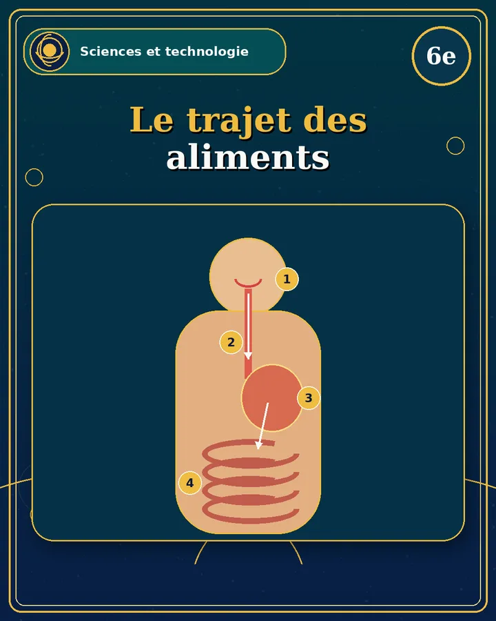 Visuel de la fiche : Le trajet des aliments
