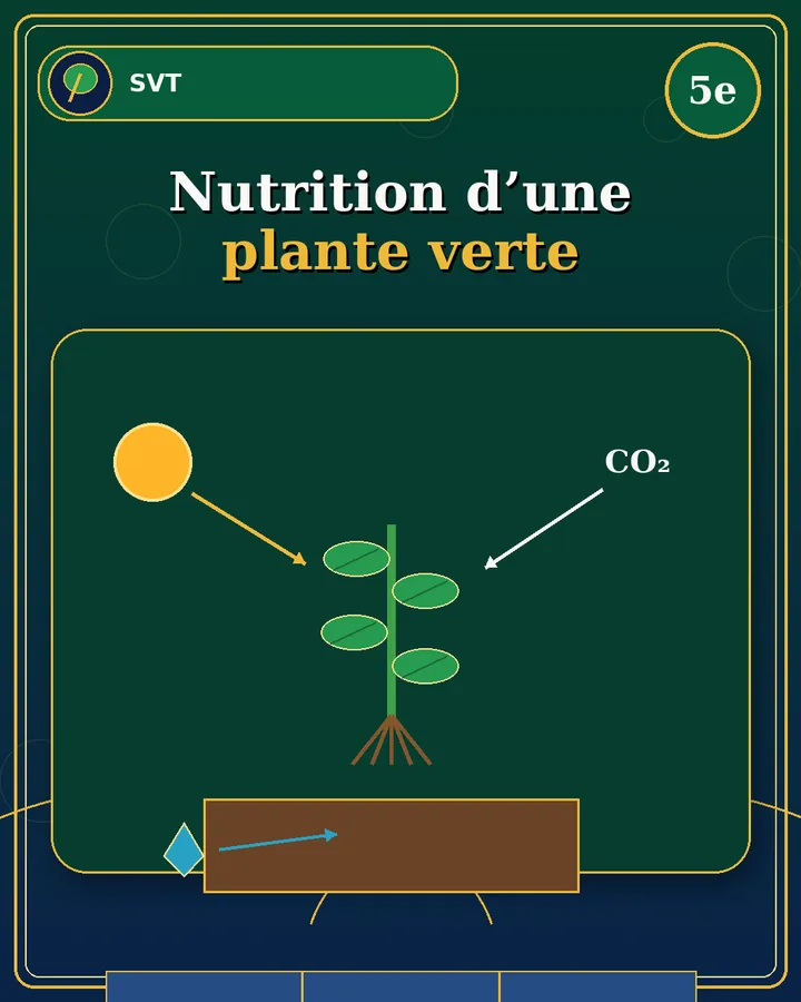 Visuel de la fiche : Nutrition d’une plante verte
